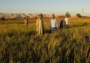 الرى تقرر زراعة الأرز فى 9 محافظات بمساحة 724 ألف فدان