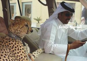 الإمارات تحظر على مواطنيها تربية هذه الحيوانات!